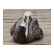 The Ornery Pelicanポスター