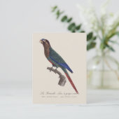 The Painted Parakeet, Pyrrhura Picta ポストカード (スタンド正面)