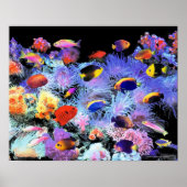 The Paradise of Centropyge ポスター (正面)