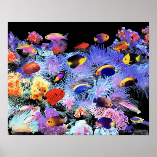 The Paradise of Centropyge ポスター (正面)