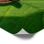 The Pecks Skipper ポスター (角)