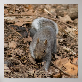 The Prowl ポスター