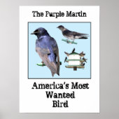 The Purple Martin ポスター (正面)