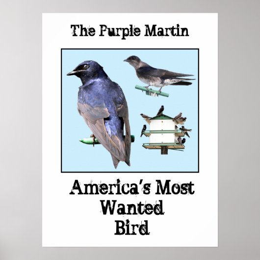 The Purple Martin ポスター (正面)