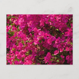 The red flowers of Luang Prabang シーズンポストカード