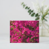 The red flowers of Luang Prabang シーズンポストカード (スタンド正面)