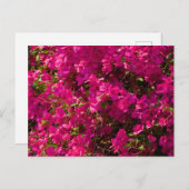 The red flowers of Luang Prabang シーズンポストカード (正面/裏面)