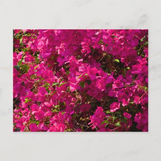 The red flowers of Luang Prabang シーズンポストカード (正面)