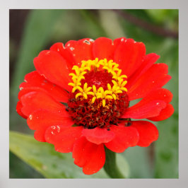 The Red Zinnia ポスター