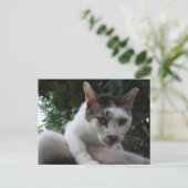 The sharp, piercing gaze of a stray cat. ポストカード (スタンド正面)