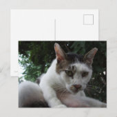 The sharp, piercing gaze of a stray cat. ポストカード (正面/裏面)