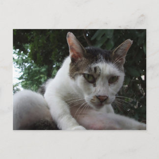 The sharp, piercing gaze of a stray cat. ポストカード