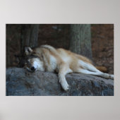 The Sleeping Wolf ポスター (正面)