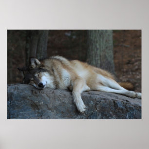 The Sleeping Wolf ポスター