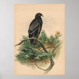 The Spotted Eagle by Joseph Wolf ポスター