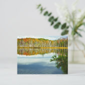 The U. P.:秋の樺の木の木の反射 ポストカード (スタンド正面)