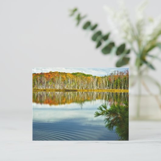 The U. P.：秋の樺の木の木の反射 ポストカード (スタンド正面)