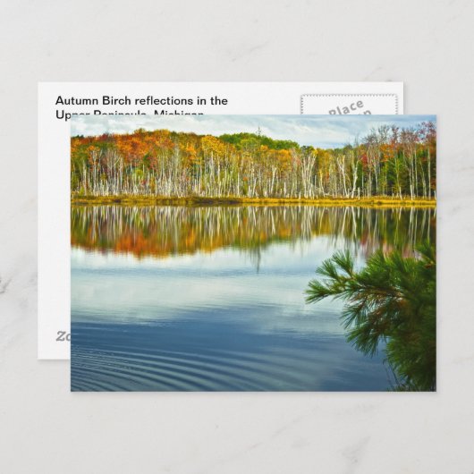 The U. P.:秋の樺の木の木の反射 ポストカード (正面/裏面)