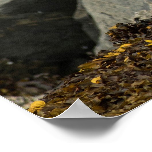 The Ultimate Bald Eagle ポスター (角)