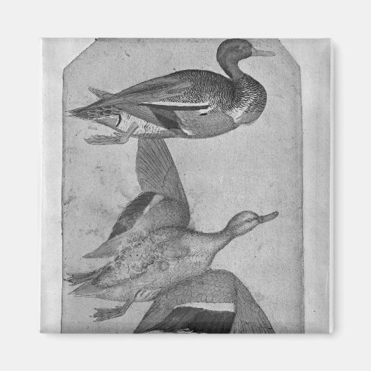 The Vallardi Albumのダックス マグネット (正面)