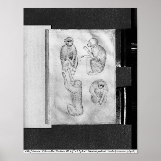 The Vallardi Albumよりサル ポスター (正面)