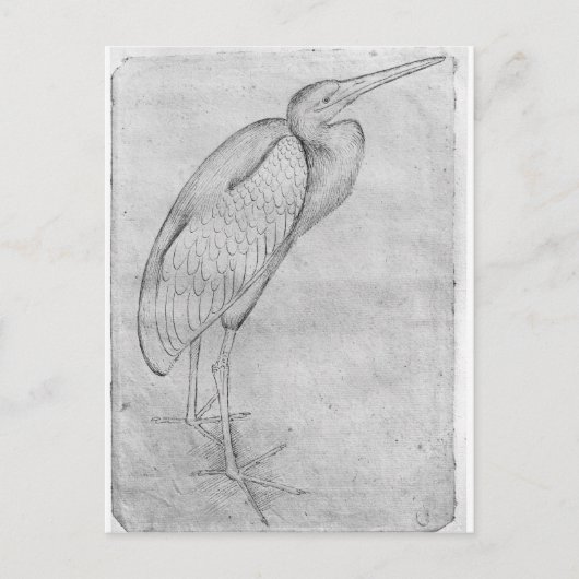 The Vallardi Albumよりペリカン ポストカード (正面)