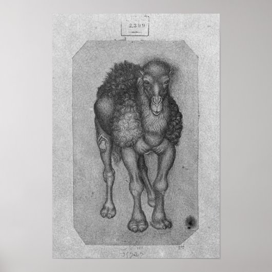 The Vallardi AlbumよりDromedary ポスター (正面)