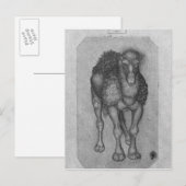 The Vallardi AlbumよりDromedary ポストカード (正面/裏面)