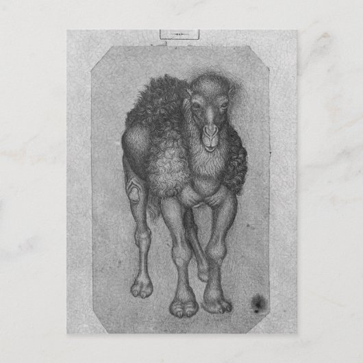 The Vallardi AlbumよりDromedary ポストカード (正面)