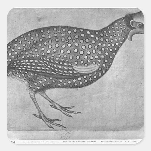 The Vallardi AlbumよりGuinea Fowl スクエアシール (正面)