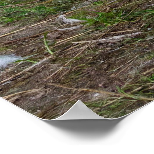 The Walk About ポスター (角)