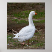 The Walk About ポスター (正面)