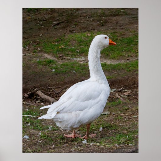 The Walk About ポスター (正面)