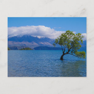 The Wanaka Tree, Lake Wanaka, NZ - Postcard ポストカード