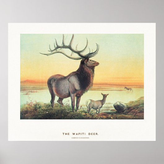 The Wapiti Deer ポスター (正面)