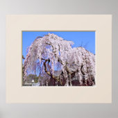 The Weeping Cherry Tree ポスター (正面)