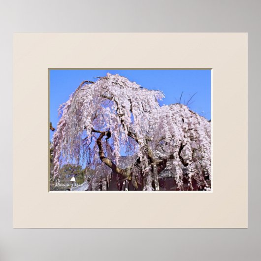 The Weeping Cherry Tree ポスター (正面)