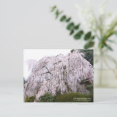 The weeping cherry tree ポストカード (スタンド正面)