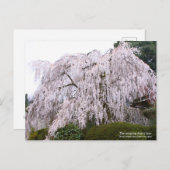 The weeping cherry tree ポストカード (正面/裏面)