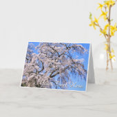 The Weeping Cherry Tree: Matabei-Zakura カード (黄色い花)