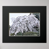 The Weeping Cherry Tree: Ōno-ji temple ポスター (正面)