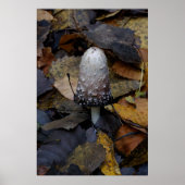 The White Mushroom ポスター (正面)