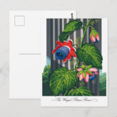 The Winged Passion Flower Botanical Art ポストカード (正面/裏面)