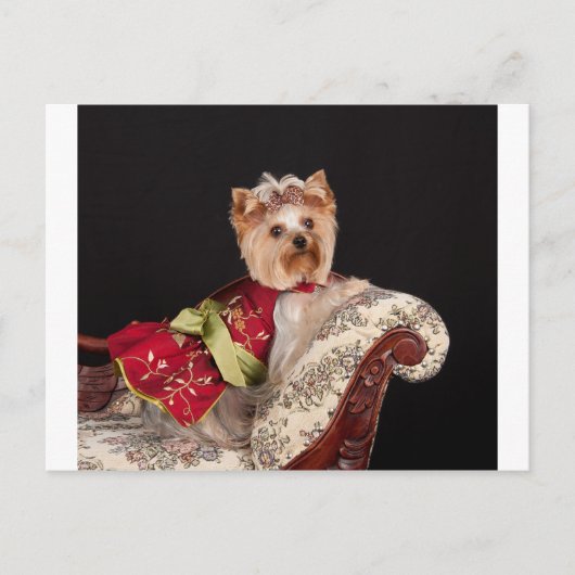 The Yorkie Queen ポストカード (正面)