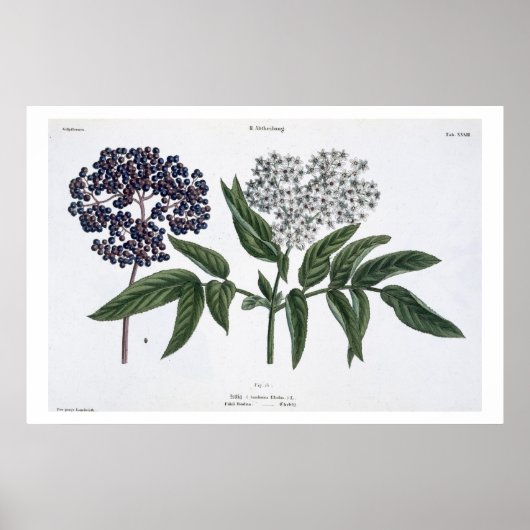 The Young Landsmanの13図13 publishe ポスター (正面)