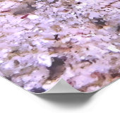 Thecacera pacifica ポスター (角)