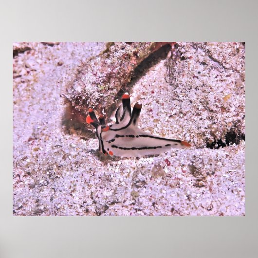 Thecacera pacifica ポスター (正面)