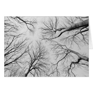 Thiepval木のLeafless木