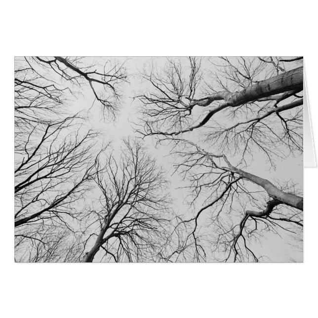 Thiepval木のLeafless木 (正面横)