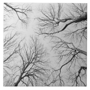 Thiepval木のLeafless木 タイル